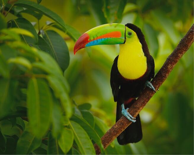 Toucan